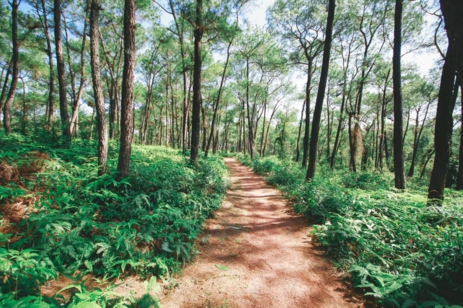 Trọn bộ kinh nghiệm khám phá đồi Thiên An Huế MỚI nhất 2026 - Khoa Duy Travel