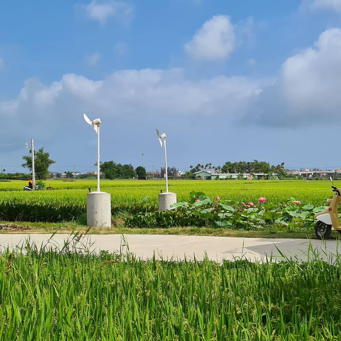 Roving Chillhouse - Lạc lối giữa cánh đồng lúa thơ mộng của Hội An cùng 9x Đỗ Phương