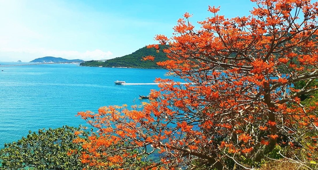 Rộn ràng festival miền biển “Cù Lao Chàm-Mùa hoa ngô đồng đỏ”